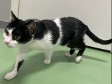 Chatte noire et blanche en quête d'un foyer