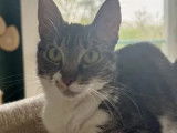 Adoption disponible : chatte tigrée blanche
