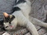Chat tigré blanc à la recherche d'un foyer