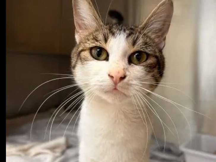 À adopter, chatte tigrée blanche