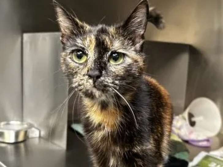 Disponible à l'adoption, chatte d'un an