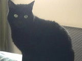 Prêt pour l’adoption, chat au pelage noir