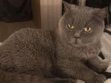 En attente d’un foyer, chatte British Shorthair de 6 ans
