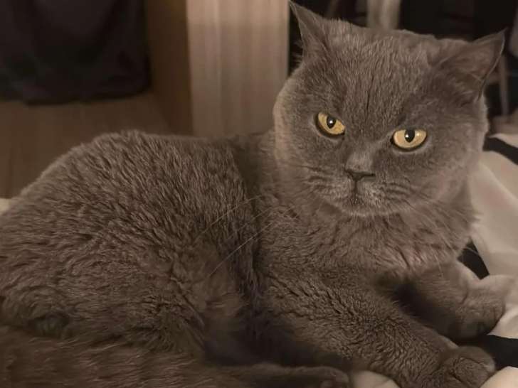 En attente d’un foyer, chatte British Shorthair de 6 ans
