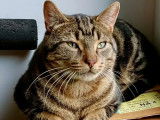 À la recherche d'un foyer, chat tigré