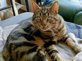 À la recherche d'un foyer, chat tigré
