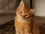 À adopter : chaton mâle roux