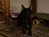 Disponible à l'adoption : chaton femelle noir