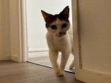 En attente d'adoption : chatte blanche avec marque noire