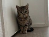 Prêt pour l’adoption : chaton femelle tigré