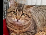 En attente d'adoption : chat tigré