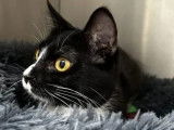 Chatte noire et blanche disponible à l'adoption