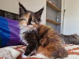 Femelle Black tortie et blanc