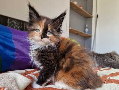Femelle Black tortie et blanc