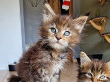 Femelle Brown tortie