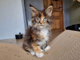 Femelle Brown tortie et blanc