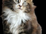 Maine coon