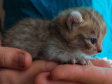 Chatons Highlander (Highland Lynx) avec pedigree à vendre
