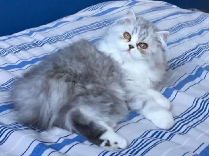Recherche mâle Persan pour saillie
