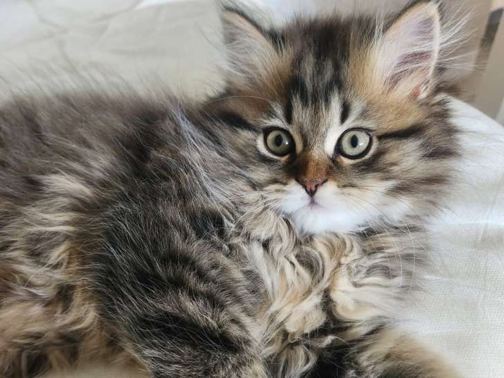 Chatons British Shorthair à vendre