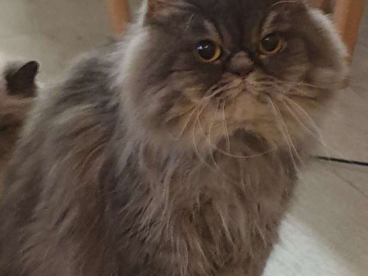 Chat Persan gris disponible pour saillie