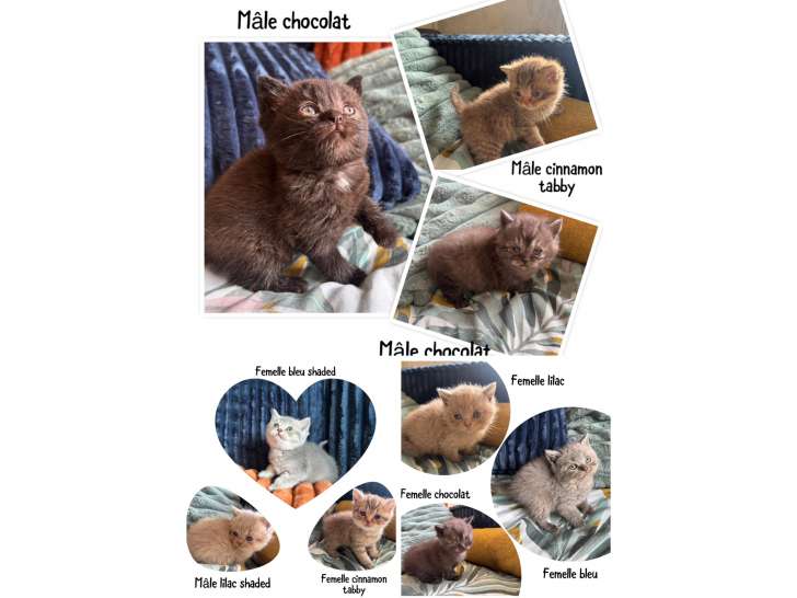 Chatons British Shorthair LOOF à vendre