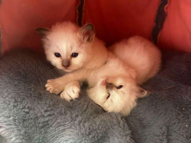 Chaton Sacré de Birmanie disponible