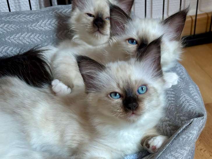 Magnifiques chatons Sacrés de Birmanie à vendre