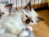 Magnifiques chatons Sacrés de Birmanie à vendre