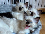 Magnifiques chatons Sacrés de Birmanie à vendre