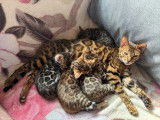 Chatons de race Bengal à vendre (2 femelles & 2 mâles)