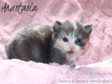 4 magnifiques chatons Norvégiens LOOF à réserver