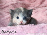 4 magnifiques chatons Norvégiens LOOF à réserver