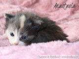 4 magnifiques chatons Norvégiens LOOF à réserver