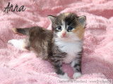 4 magnifiques chatons Norvégiens LOOF à réserver