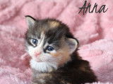 4 magnifiques chatons Norvégiens LOOF à réserver