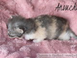 4 magnifiques chatons Norvégiens LOOF à réserver