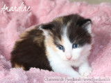 4 magnifiques chatons Norvégiens LOOF à réserver