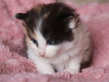 4 magnifiques chatons Norvégiens LOOF à réserver
