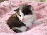 4 magnifiques chatons Norvégiens LOOF à réserver