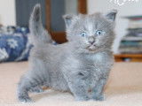 1 magnifique chaton Norvégien LOOF à réserver