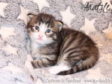 1 magnifique chaton Norvégien LOOF à réserver