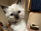 Chatons Sacré de Birmanie LOOF à vendre