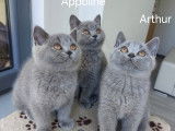 Aurore, Appoline et Arthur