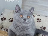 Chatons British Shorthair à vendre