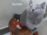 Chatons British Shorthair à vendre