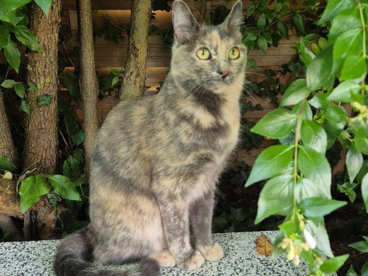 Jeune chatte à donner