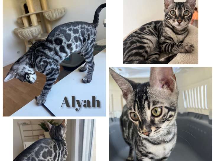 ALYAH