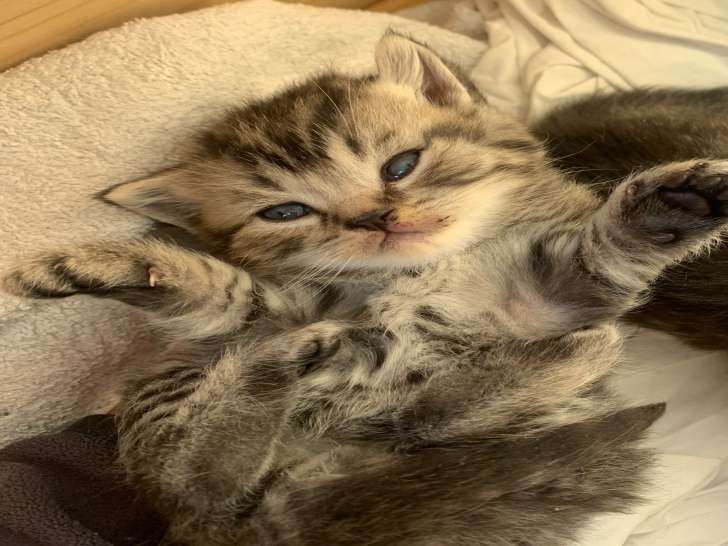Chatons British Shorthair LOOF à vendre
