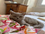 Chatons British Shorthair LOOF à vendre